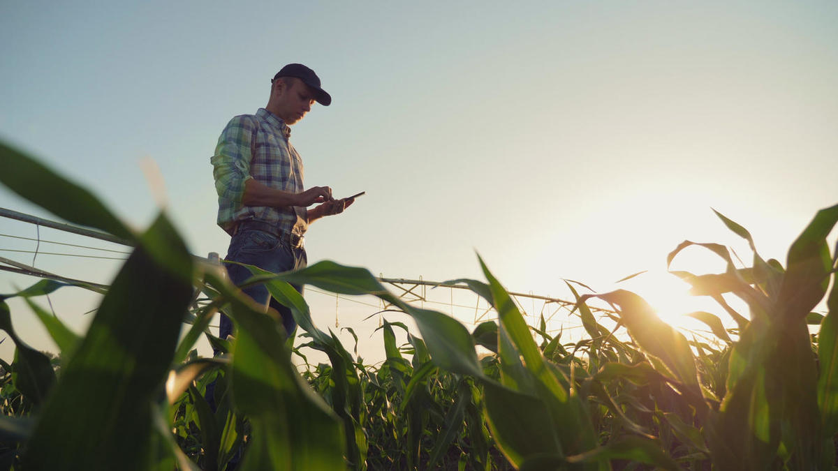 Tech-savvy farmer checks crops & secures his farm's future. Cyber security for farming protects data, operations, & profits in the age of smart agriculture.